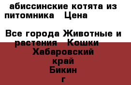 абиссинские котята из питомника › Цена ­ 15 000 - Все города Животные и растения » Кошки   . Хабаровский край,Бикин г.